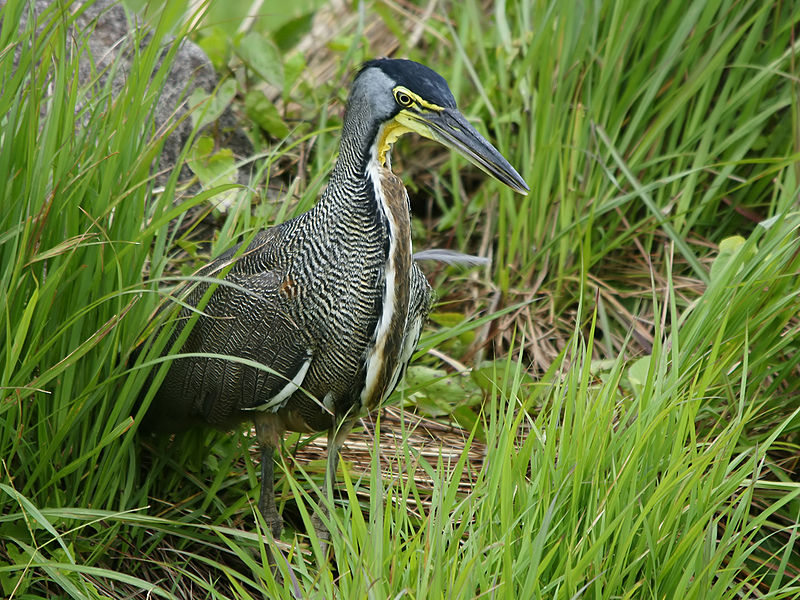 Tigrisoma mexicanum