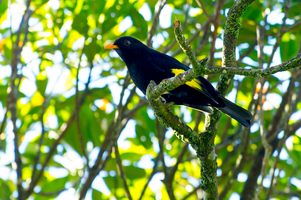 Tijuca atra