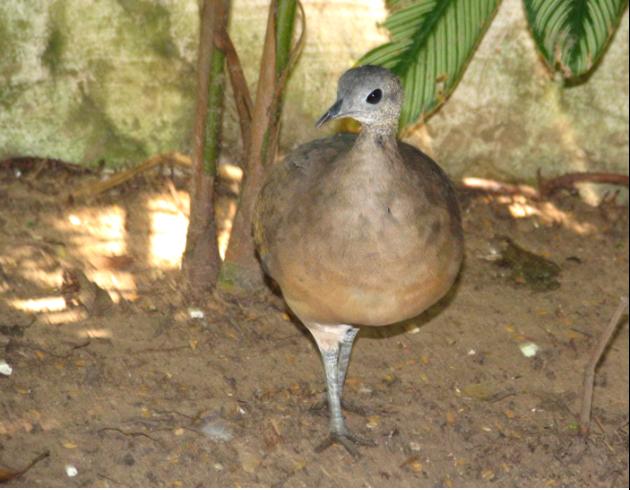 Tinamus guttatus