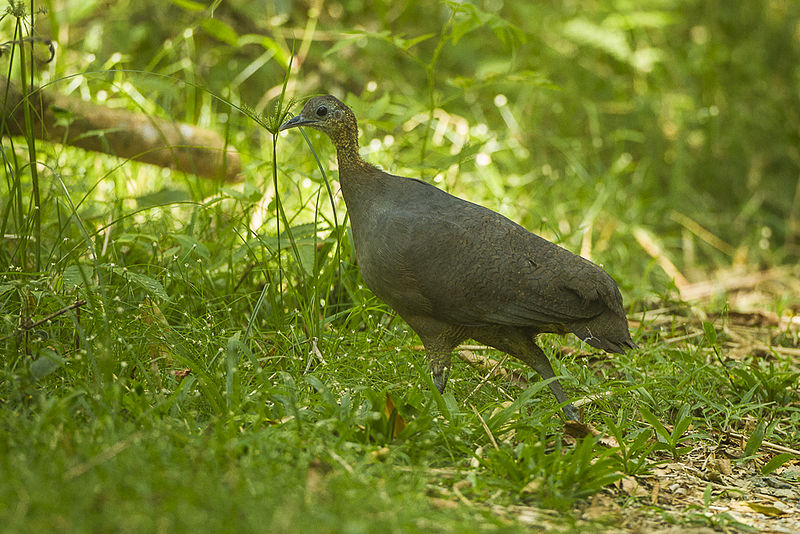 Tinamus solitarius