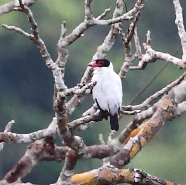 Tityra cayana