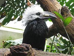 Tockus albocristatus