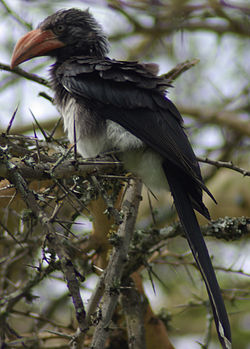 Tockus alboterminatus
