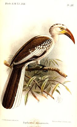 Tockus damarensis
