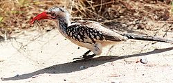 Tockus erythrorhynchus