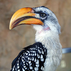 Tockus flavirostris