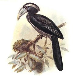 Tockus hartlaubi