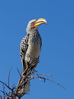 Tockus leucomelas