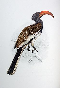 Tockus monteiri
