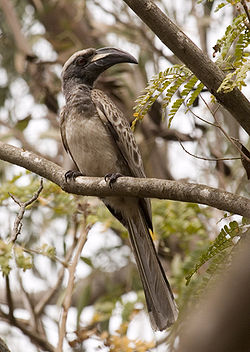 Tockus nasutus
