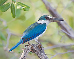 Todiramphus chloris