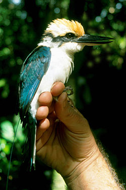 Todiramphus cinnamominus