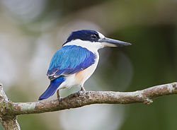 Todiramphus macleayii