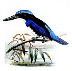 Todiramphus nigrocyaneus
