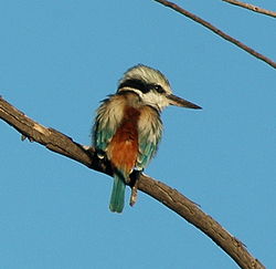 Todiramphus pyrrhopygius