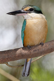 Todiramphus sanctus