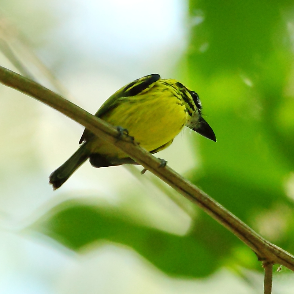 Todirostrum chrysocrotaphum