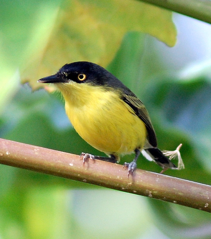 Todirostrum cinereum