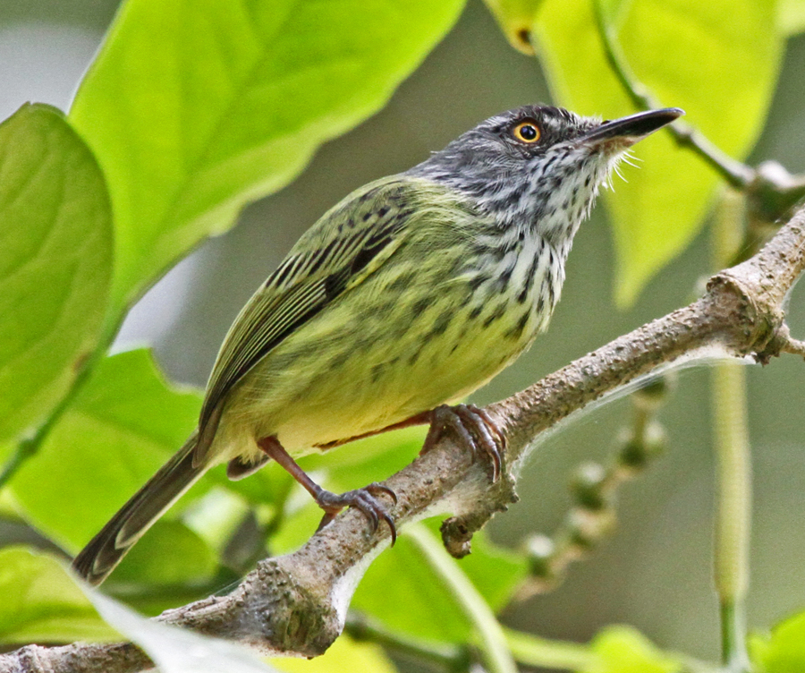 Todirostrum maculatum