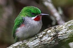 Todus angustirostris