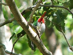 Todus mexicanus