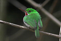 Todus subulatus