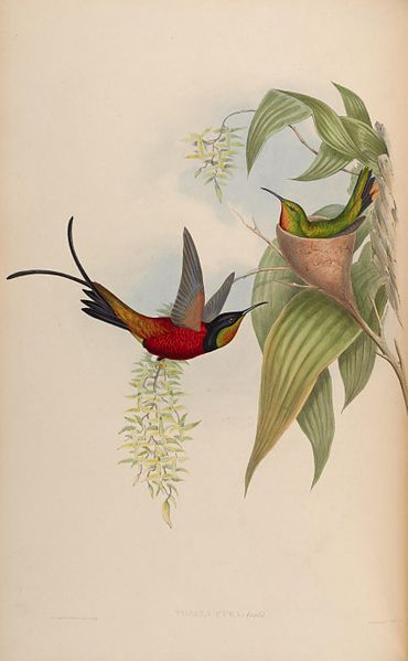 Topaza pyra