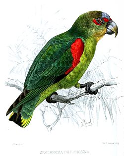 Touit dilectissimus