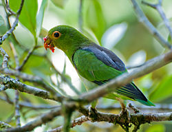 Touit melanonotus