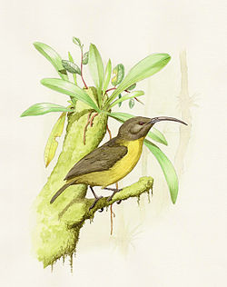 Toxorhamphus poliopterus