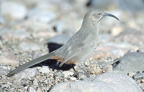 Toxostoma crissale