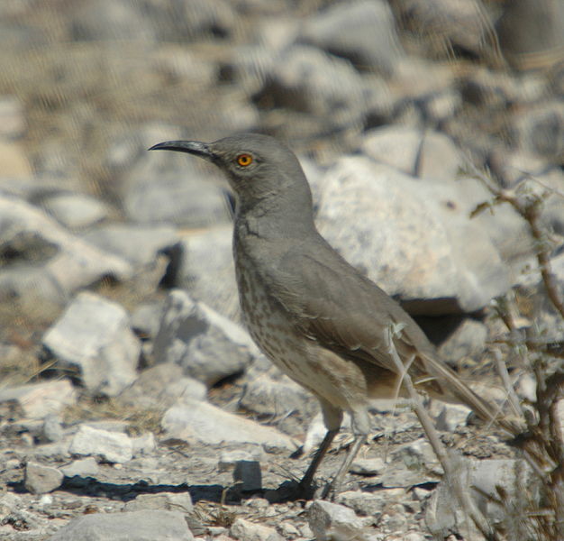 Toxostoma curvirostre