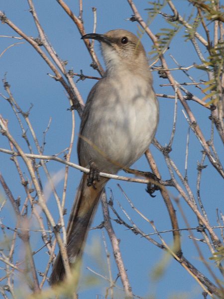 Toxostoma lecontei