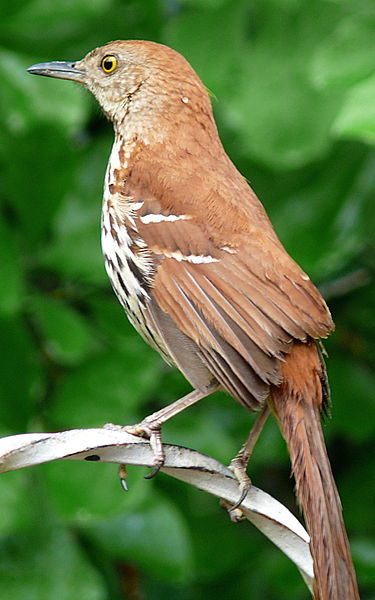 Toxostoma rufum