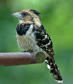 Trachyphonus darnaudii