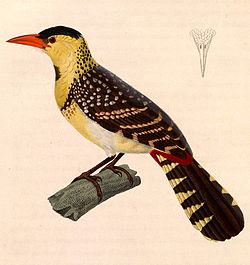 Trachyphonus margaritatus