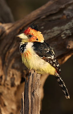 Trachyphonus vaillantii