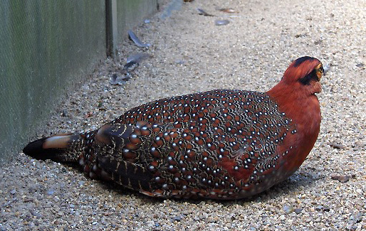 Tragopan blythii