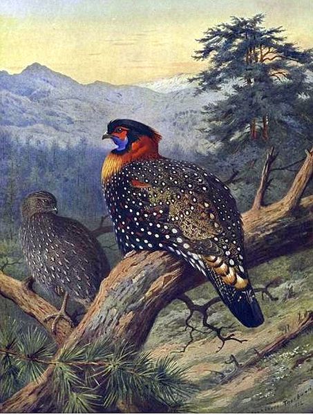 Tragopan melanocephalus
