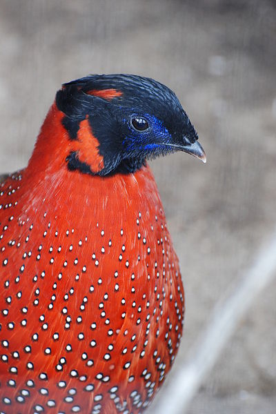 Tragopan satyra