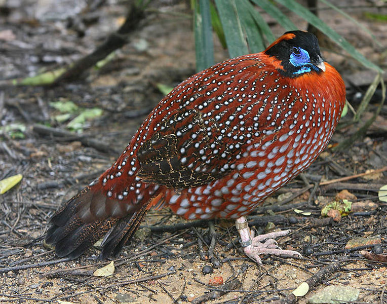 Tragopan temminckii