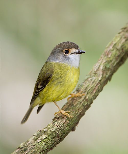 Tregellasia capito