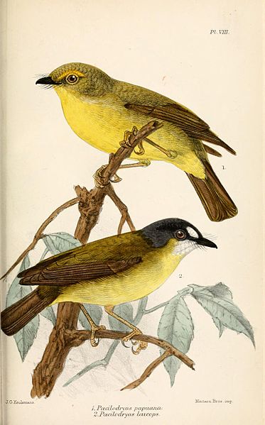 Tregellasia leucops