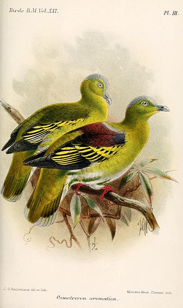 Treron aromaticus