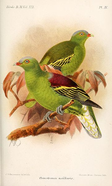 Treron axillaris