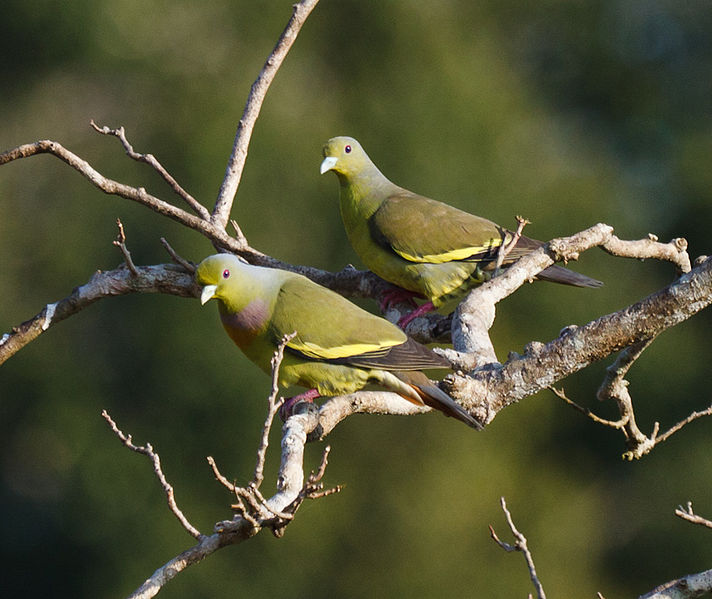 Treron bicinctus