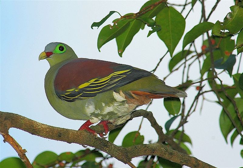 Treron curvirostra
