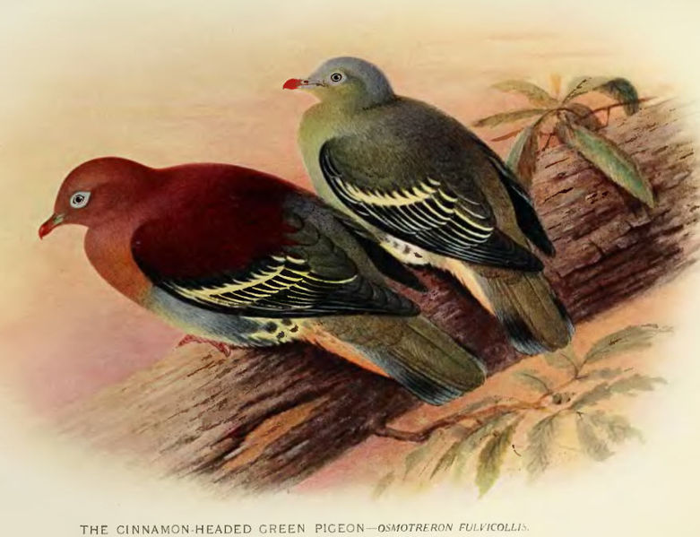 Treron fulvicollis
