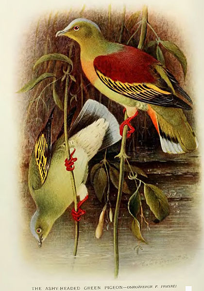 Treron phayrei