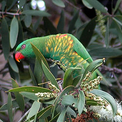 Trichoglossus chlorolepidotus
